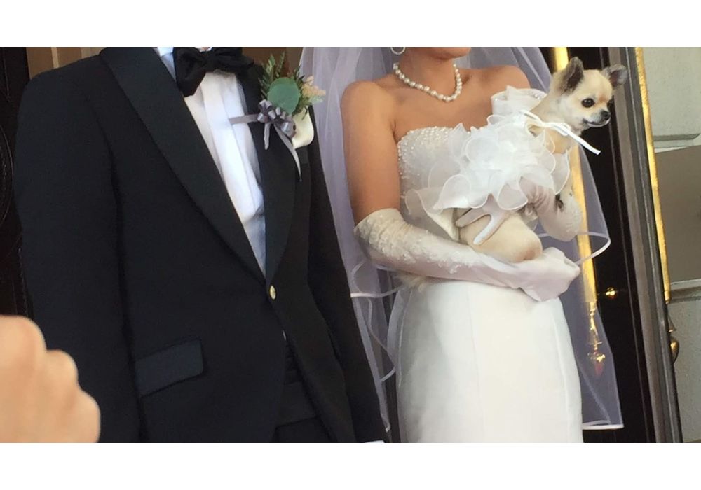 犬