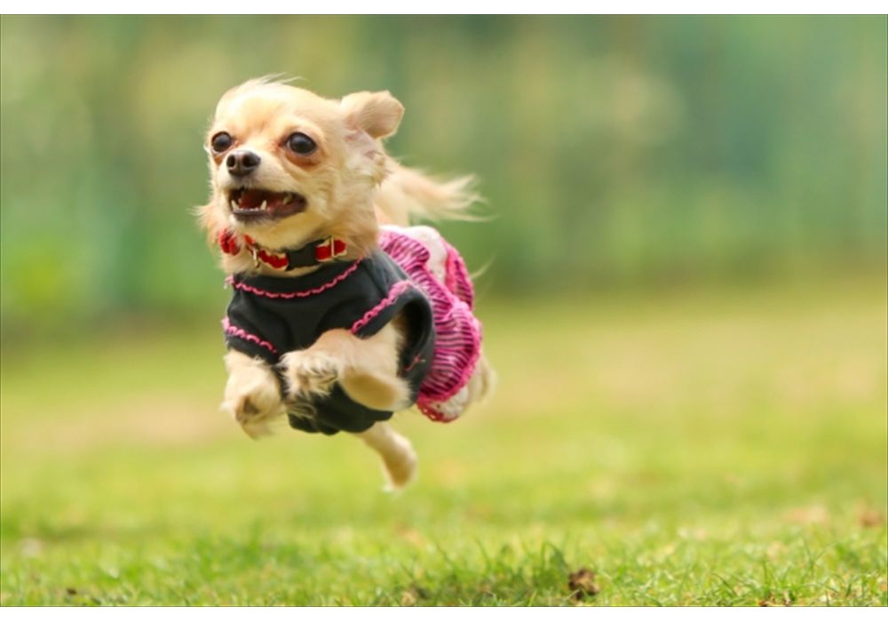 犬