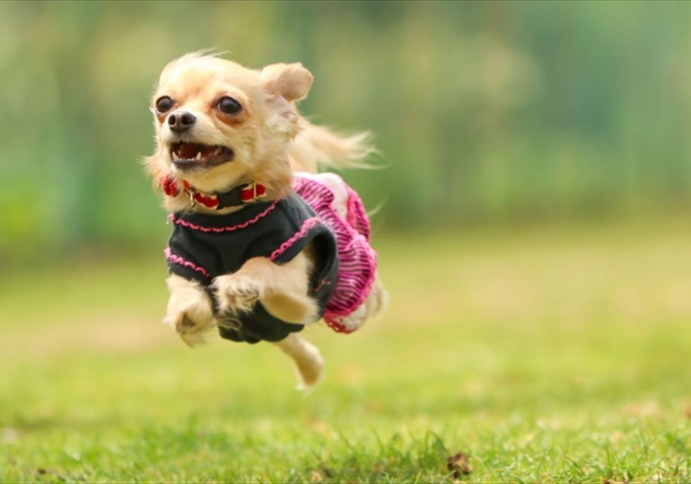 犬